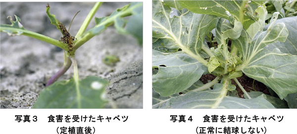 写真3：食害を受けたキャベツ。定植直後と写真4：食害を受けたキャベツ。正常に結球しない（提供：兵庫県病害虫防除所）