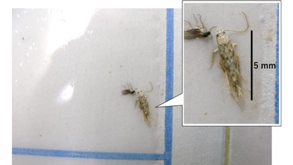 フェロモントラップで誘殺されたトマトキバガ成虫（写真提供：滋賀県病害虫防除所）
