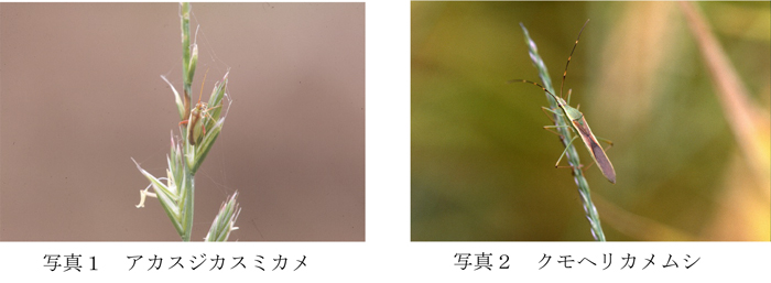 写真1：アカスジカスミカメと写真2：クモヘリカメムシ（提供：鳥取県病害虫防除所）