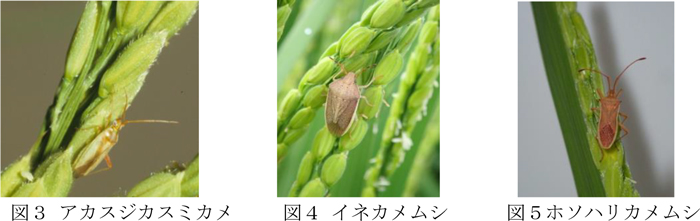 図3：アカスジカスミカメ、図4：イネカメムシ、図5：ホソハリカメムシ（提供：島根県病害虫防除所）