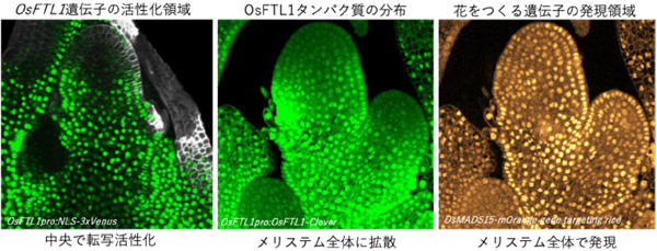 図5：メリステムにおけるOsFTL1の空間的分布。OsFTL1は遺伝子発現の発現領域からメリステム全体に広がり、花を作る遺伝子（OsMADS15）を活性化する