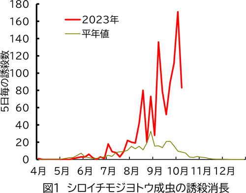 図1：シロイチモジヨトウ成虫の誘殺消長