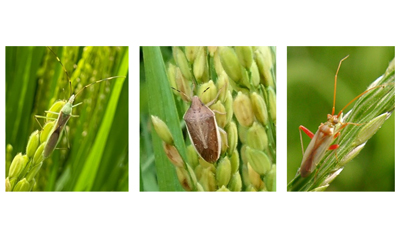 【注意報】水稲に斑点米カメムシ類　県内全域で多発のおそれ　山口県