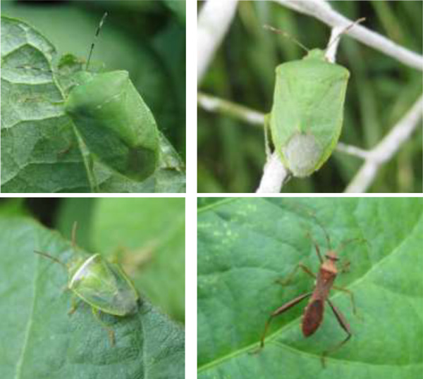 左上：アオクサカメムシ成虫（触角第3、4、5節が黒色）（以下、写真提供：京都府病害虫防除所） 右上：ミナミアオカメムシ成虫（触角第3、4、5節が褐色） 左下：イチモンジカメムシ成虫、右下：ホソヘリカメムシ成虫