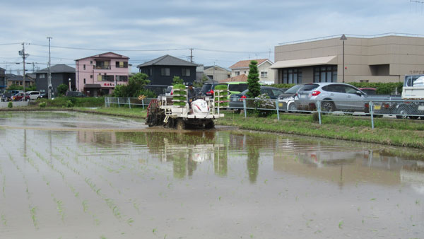 「おおぶニック米」の田植え