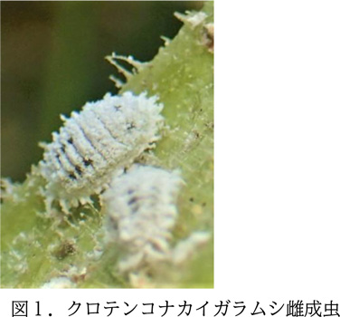 図1：クロテンコナカイガラムシ雌成虫（提供：三重県病害虫防除所）