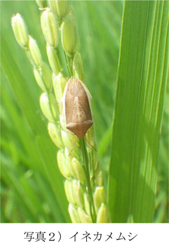 写真2：イネカメムシ（提供：愛媛県病害虫防除所）