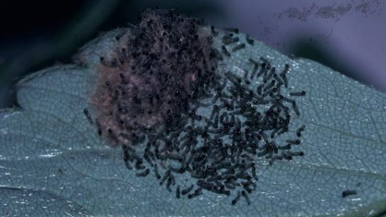 写真2：孵化直後の幼虫（写真提供：高知県病害虫防除所）
