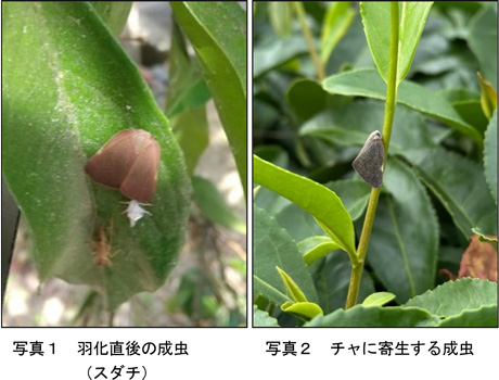 写真1：羽化直後の成虫（スダチ）、写真2：チャに寄生する成虫（提供：滋賀県病害虫防除所）