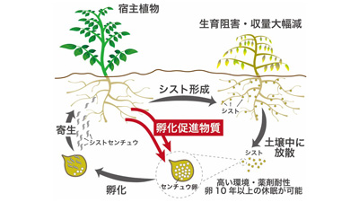 ジャガイモシストセンチュウ類の孵化を促進する新規化合物「ソラノエクレピンB」発見