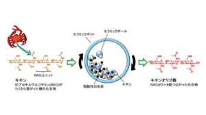 カニ殻から農作物の免疫力を引き出すオリゴ糖の効率的合成に成功