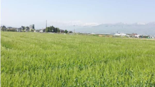 写真2：穂揃い期の「はねうまもち」遠くの妙高山に「はねうま（跳ね馬）」の雪型が現れると、「はねうまもち」は穂揃い期になる（提供：中日本農業研究センター上越研究拠点）