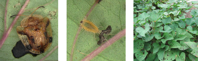 【特殊報】サツマイモに「ヨツモンカメノコハムシ」農作物に食害　県内で初確認　岐阜県