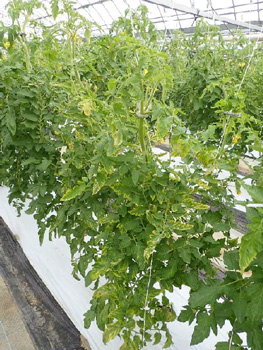 図2：黄化、えそ及び葉巻が発生した発病株（提供：山口県病害虫防除所）