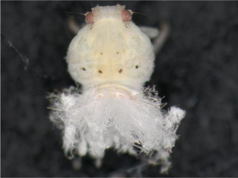 写真4：幼虫（提供：岐阜県病害虫防除所）