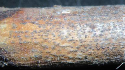 地際部の茎に生じた柄子殻（写真提供：和歌山県農作物病害虫防除所）