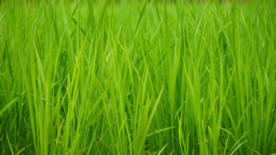 【注意報】水稲に斑点米カメムシ類　県内全域で多発の恐れ　愛知県