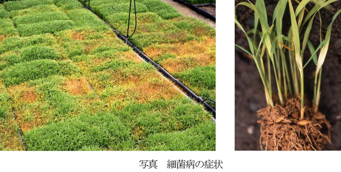 写真：細菌病の症状（提供：岩手県病害虫防除所）