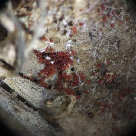 図3：地際に形成された子のう殻（提供：静岡県病害虫防除所）