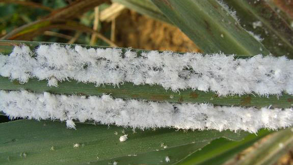 綿状のワックスを分泌（写真提供：沖縄県病害虫防除技術センター）