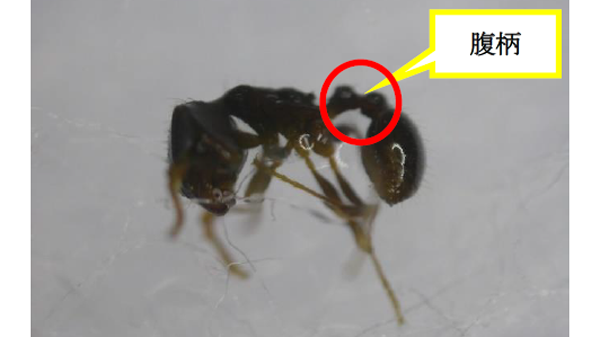 成虫（働きアリ体長2.5mm）（写真提供：長崎県病害虫防除所）