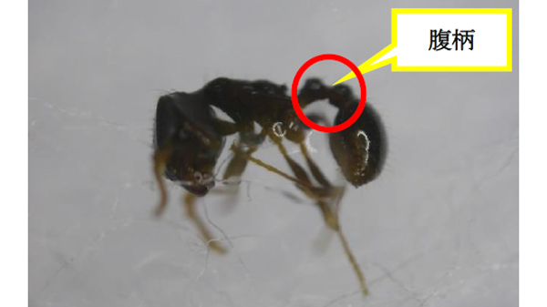 【特殊報】カンキツにトビイロシワアリ　県内で確認　長崎県