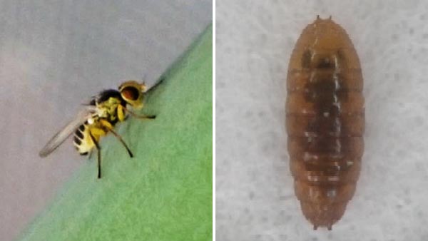 【特殊報】ネギハモグリバエB系統　県内で初めて確認　長崎県