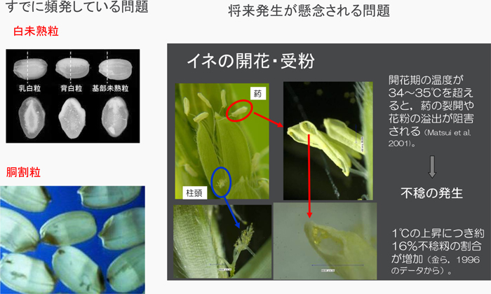 水稲の生殖生理に発生する高温ストレス