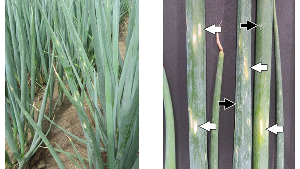 圃場における発生状況・ネギ葉身の病斑。白矢印は紡錘型のえそ条斑、黒矢印はネギアザミウマの食害痕（写真提供：岡山県病害虫防除所）