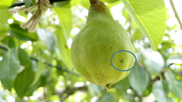 図3：発病果実。線で囲った部分で黒いあばた状のものが果実での病斑（提供：新潟県農林水産部経営普及課）
