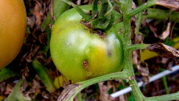 トマトキバガによる果実の被害（写真提供：熊本県病害虫防除所）