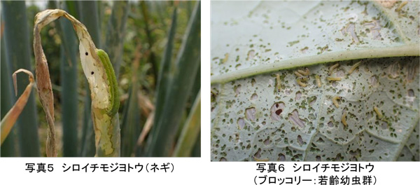 写真5：シロイチモジヨトウ（ネギ）、写真6：シロイチモジヨトウ（ブロッコリー：若齢幼虫群）（提供：埼玉県病害虫防除所）