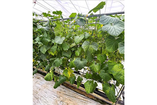 図1：キュウリ退緑黄化病感染株（提供：三重県）