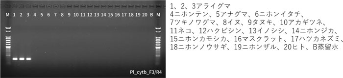 図1：研究で開発した検出法の種特異性