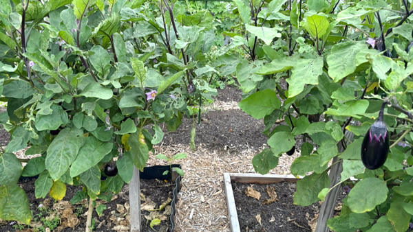9月のノーディグ菜園の見本園。連日豊作が続いている