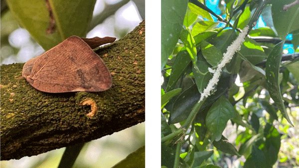 左から、写真1：チュウゴクアミガサハゴロモの成虫と写真2：カンキツ枝の産卵痕（提供：大分県農林水産研究指導センター）