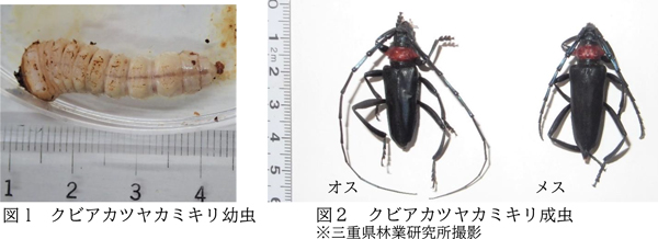 図1：クビアカツヤカミキリ幼虫と図2：クビアカツヤカミキリ成虫（提供：三重県）