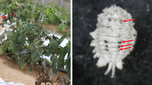 寄生されたトマト株・クロテンコナカイガラムシ成虫（矢印黒斑様の特徴）（写真提供：岐阜県病害虫防除所）