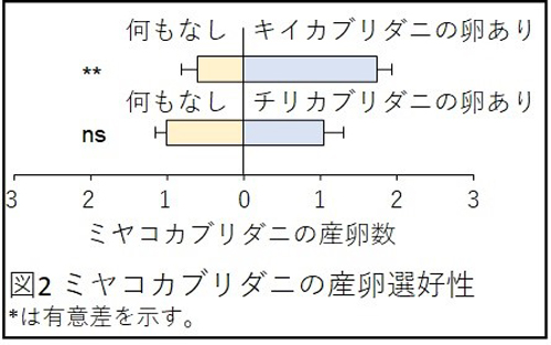 ミヤコカブリダニは卵が食べられそうな時だけ托卵　托卵の起源の解明へ　千葉大学
