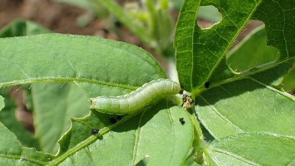 写真2：ダイズ葉を食害するシロイチモジヨトウ老齢幼虫（写真提供：埼玉県病害虫防除所）