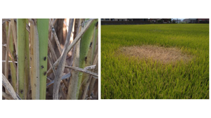 【注意報】水稲にトビイロウンカ　美濃地域で多発のおそれ　岐阜県