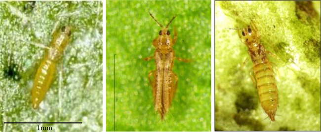 図3：雄成虫、図4：長翅型雌成虫、 図5： 短翅型雌成虫（写真提供：沖縄県植物防疫協会）