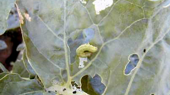 ブロッコリーの被害葉と幼虫（写真提供：埼玉県病害虫防除所）