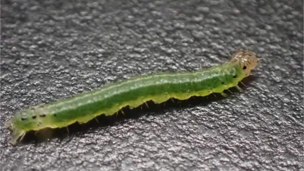 【特殊報】タケ類にキモンホソバノメイガ　府内で初めて確認　大阪府.jpg