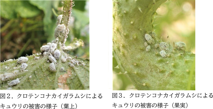 図2：クロテンコナカイガラムシによるキュウリの被害の様子（葉上）、図3：クロテンコナカイガラムシによるキュウリの被害の様子（果実）（提供：三重県病害虫防除所）