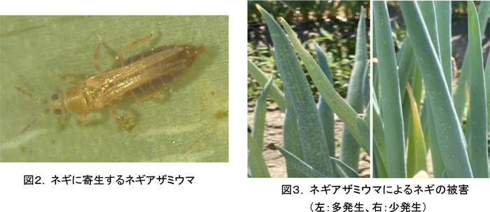 図2：ネギに寄生するネギアザミウマと図3：ネギアザミウマによるネギの被害（左：多発生、右：少発生）（提供：富山県農林水産総合技術センター）