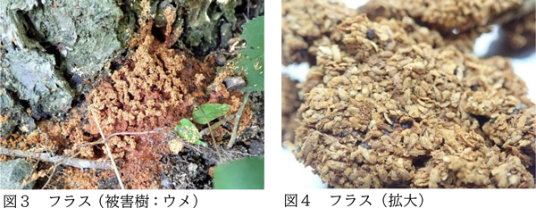 図3：フラス（被害樹：ウメ）と図4：フラス（拡大）（提供：三重県）