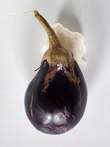 ナスの果実に寄生する成虫（写真提供：滋賀県病害虫防除所）