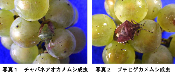 写真1：チャバネアオカメムシ成虫と写真2：ブチヒゲカメムシ成虫（提供：北海道病害虫防除所）