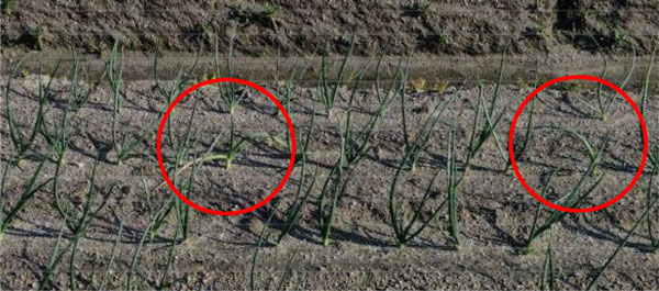 写真1：べと病越年罹病株（赤枠）（写真提供：島根県病害虫防除所）